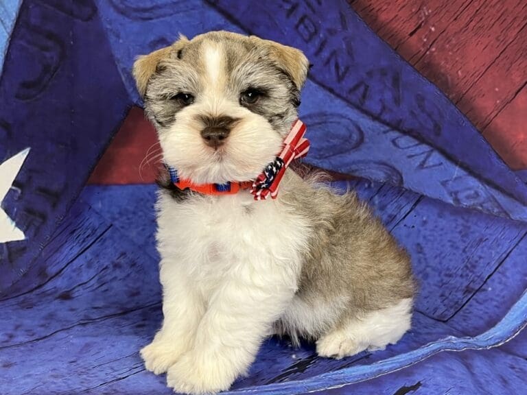 DNA schnauzers genetics