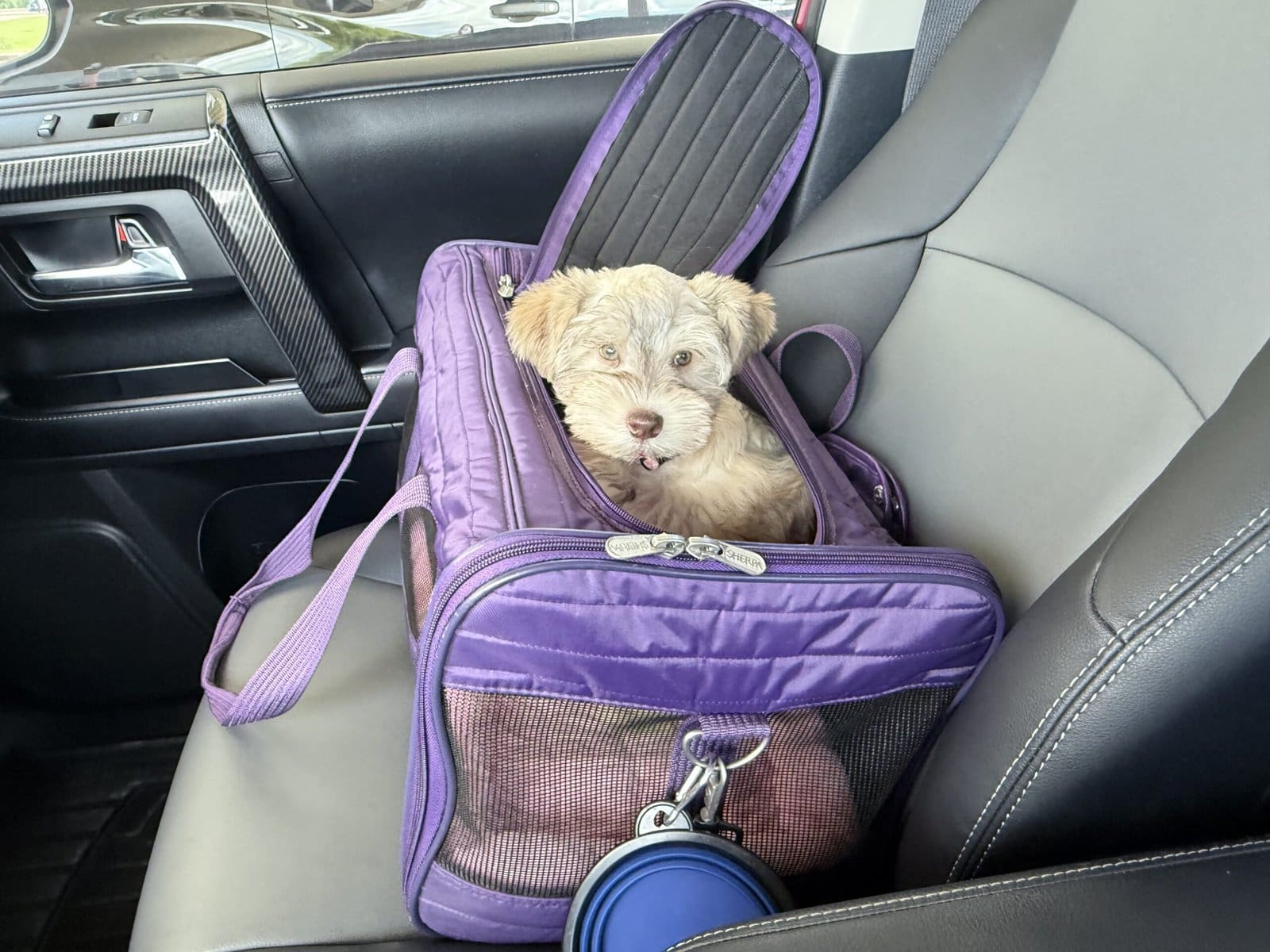 mini Schnauzer puppy car ride