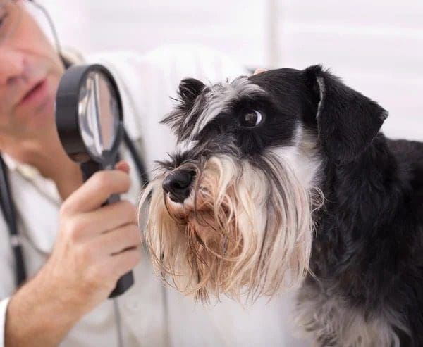 Miniature Schnauzer health problems
