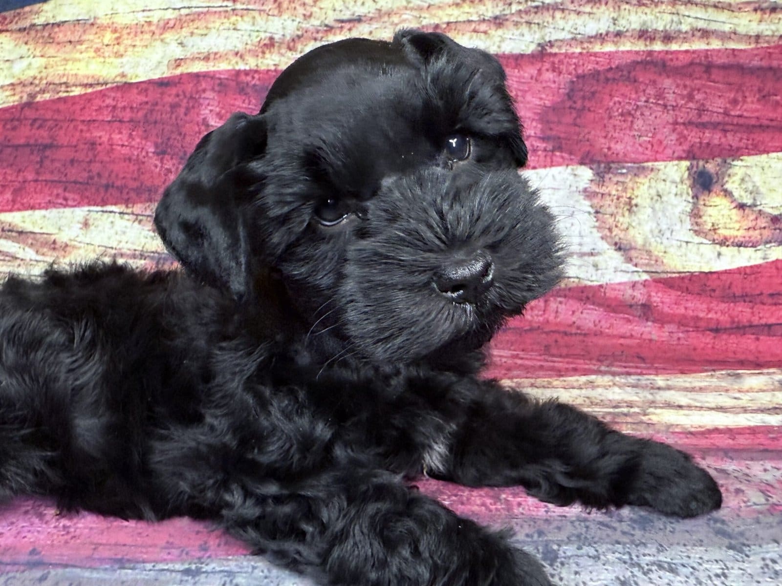 black toy schnauzer puppy