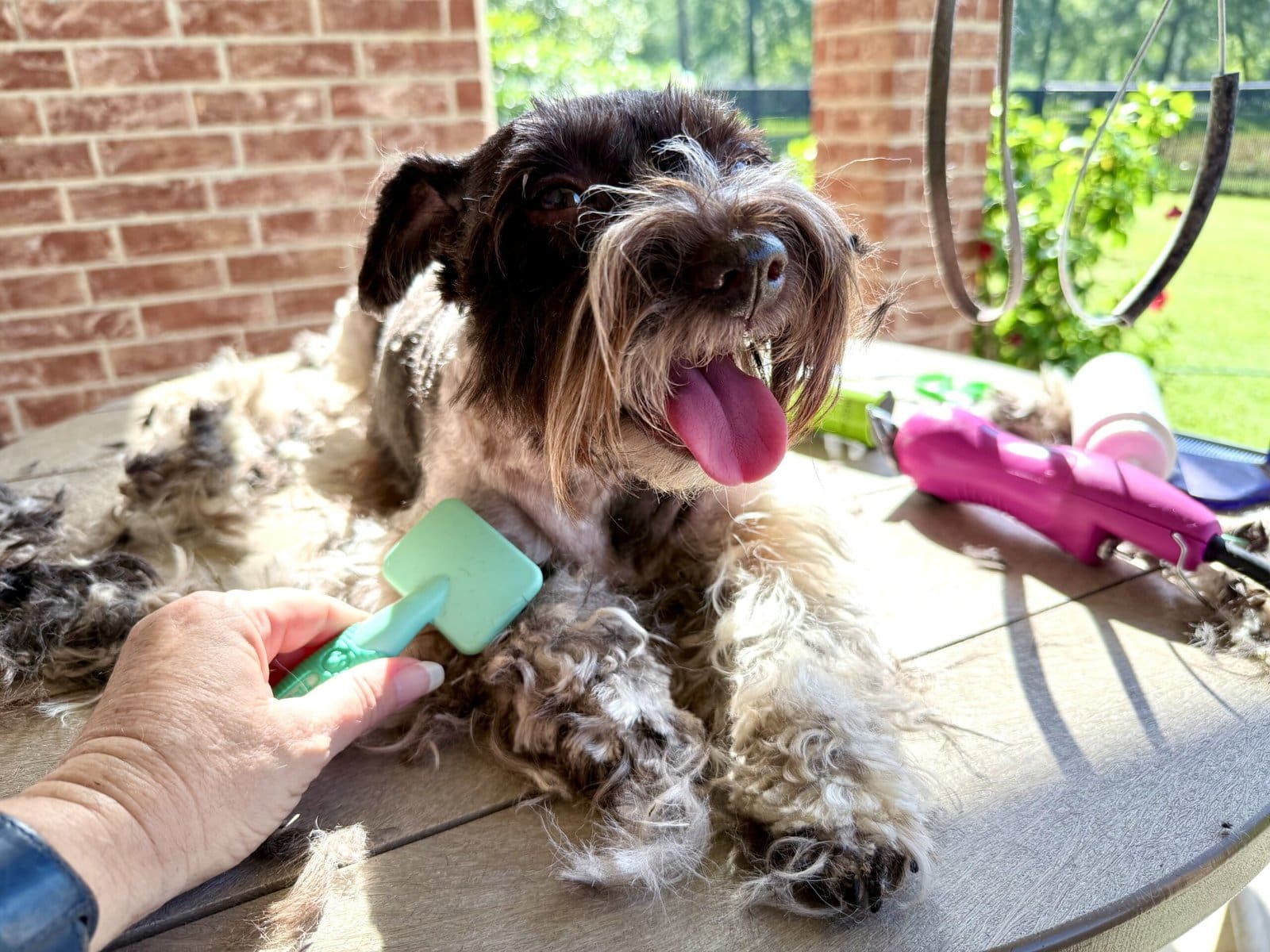 brushing schnauzer