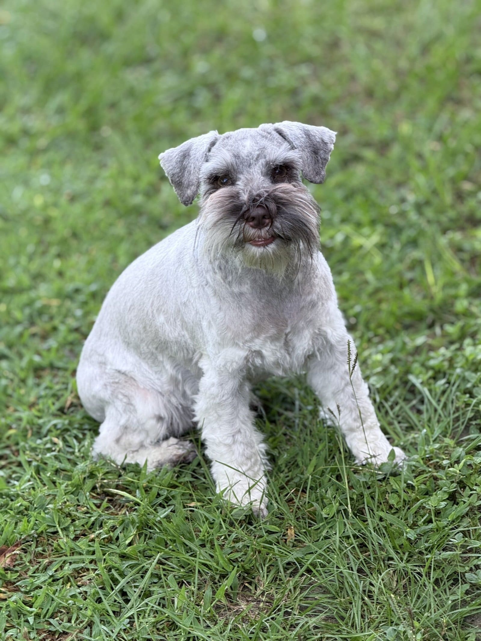 liver pepper parti schnauzer female