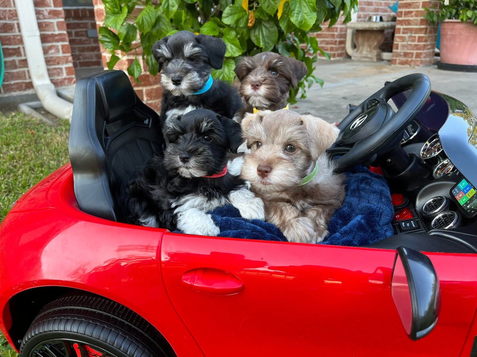 mini schnauzer puppies car ride