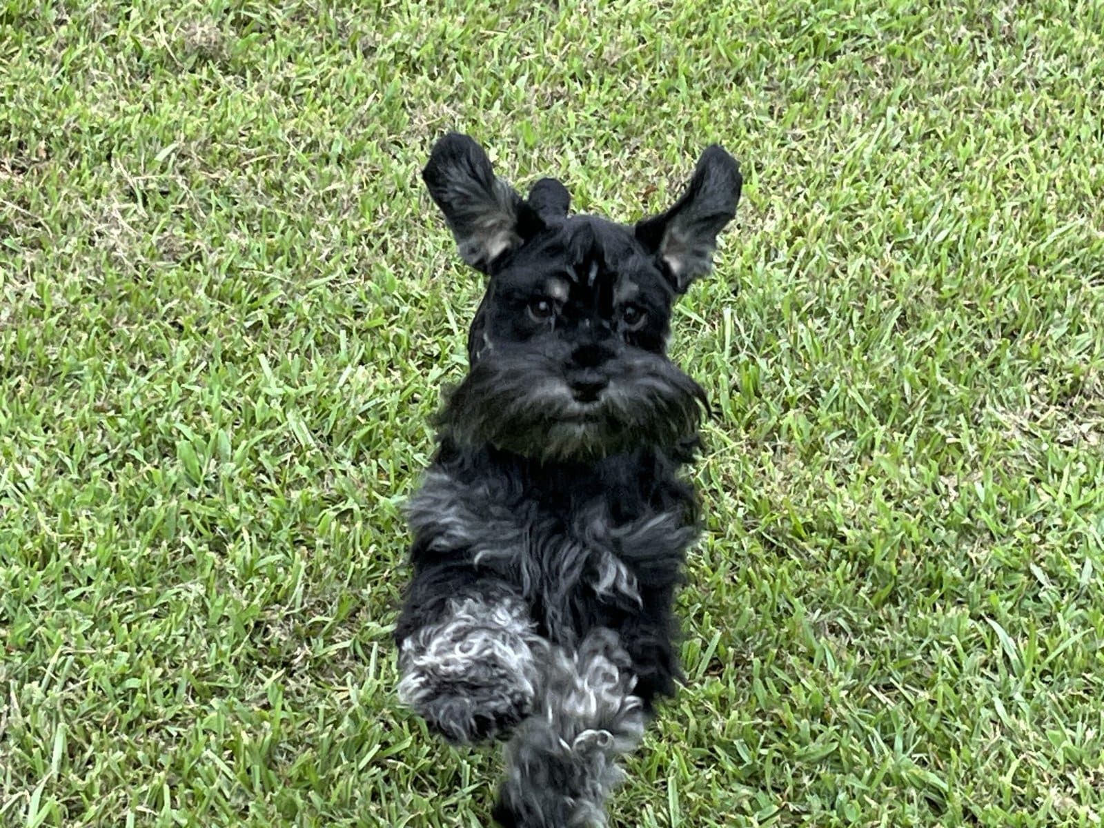Black miniature schnauzers