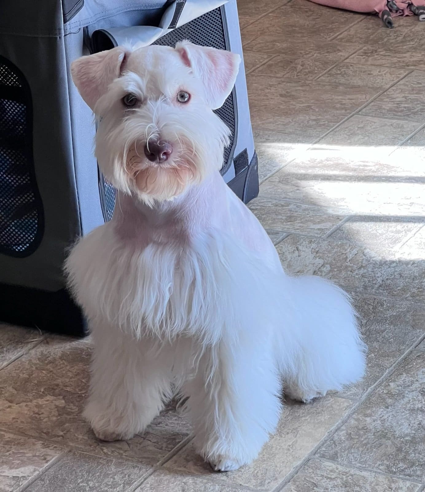 white schnauzer with green eyes