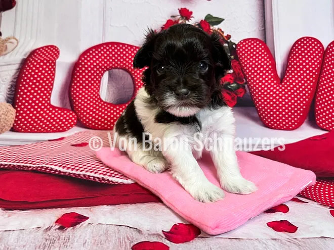 love schnauzer puppies