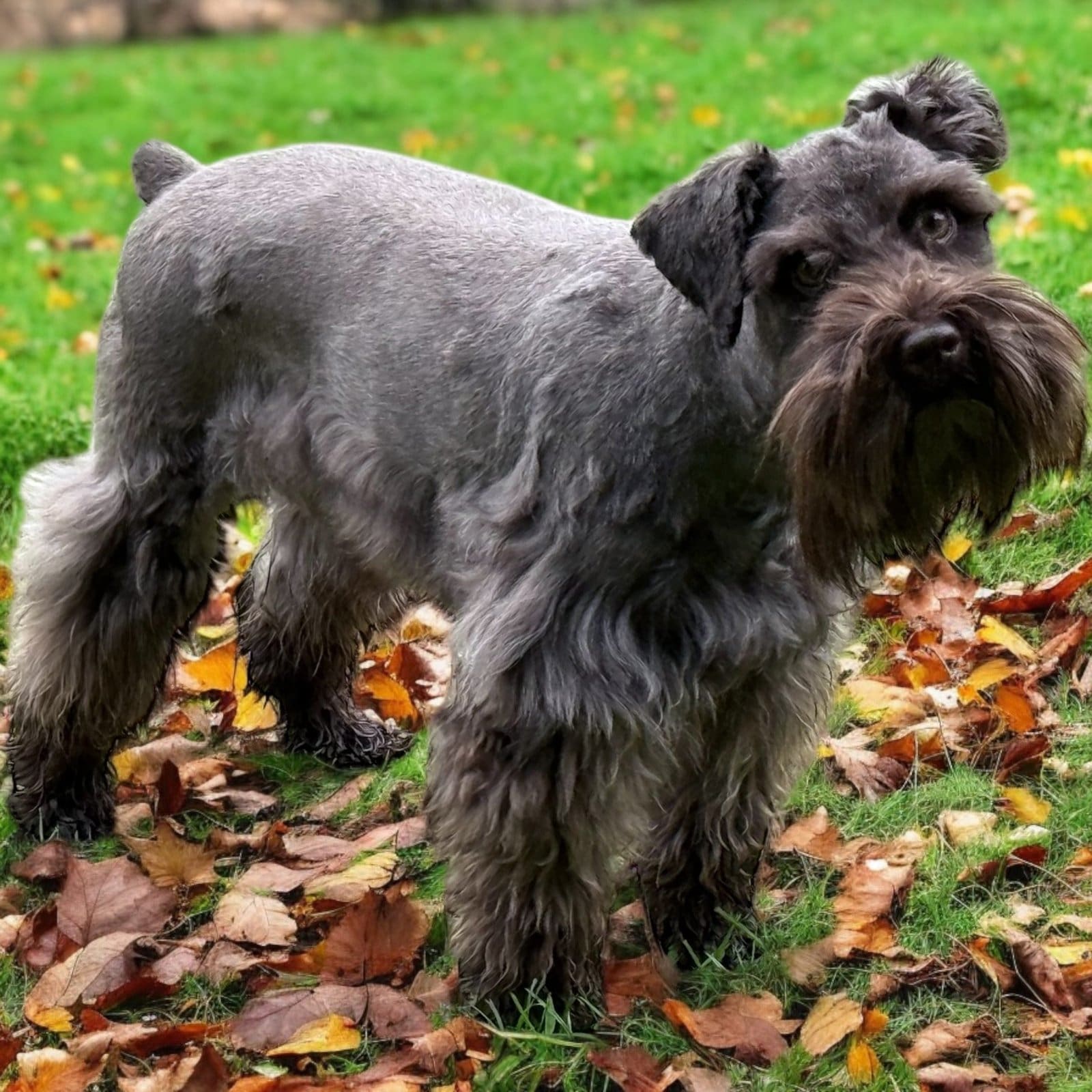 chocolate mini schnauzer