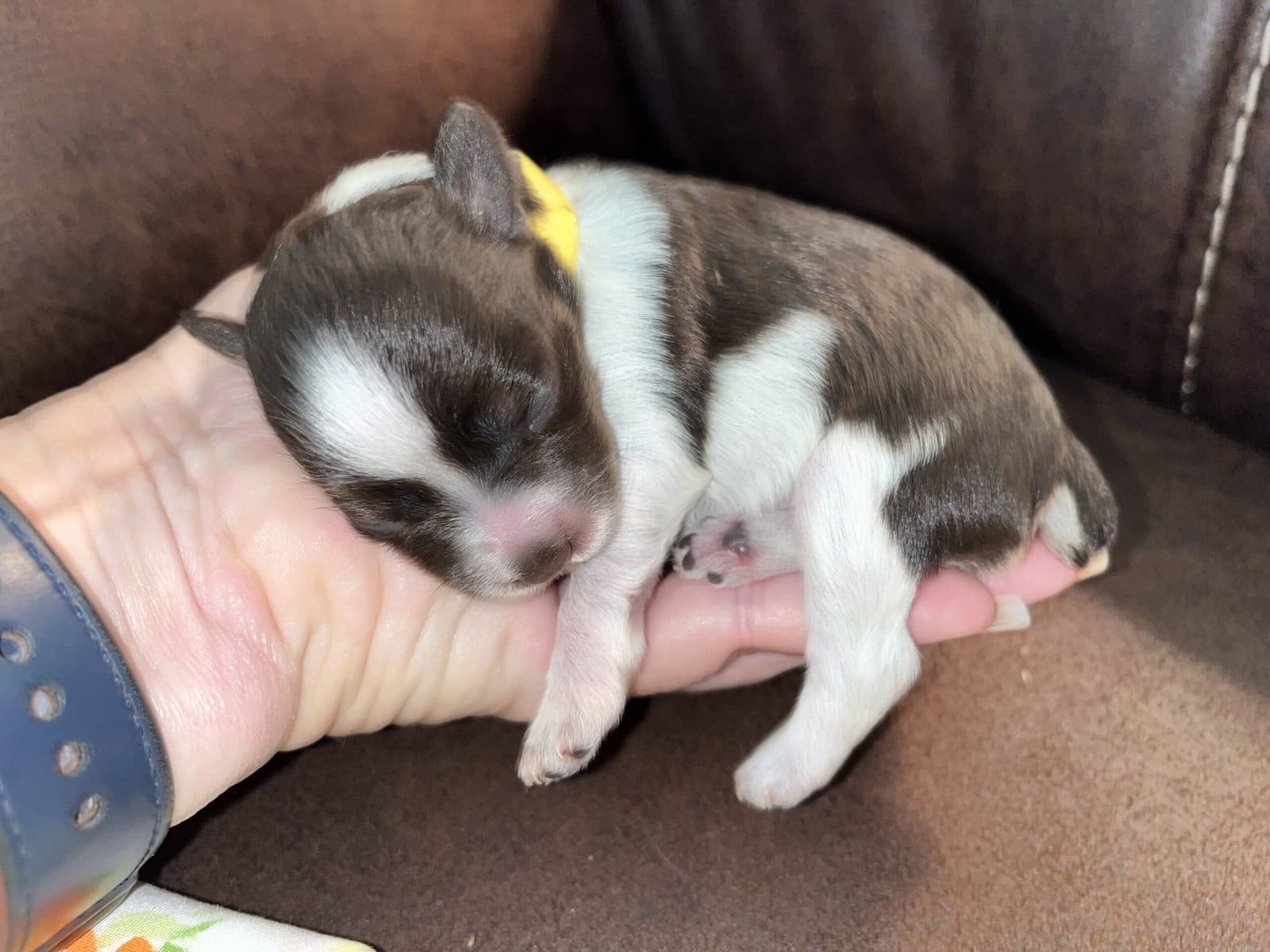 ENS therapy in miniature schnauzer puppies