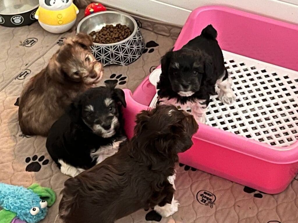 potty training in progress schnauzer puppies