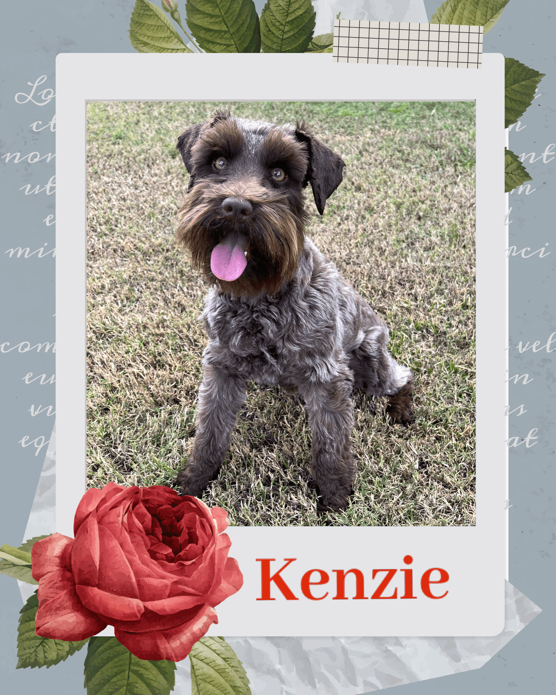 Kenzie puppies for sale houston texas
