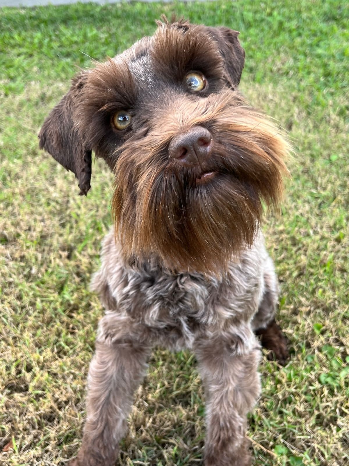 liver roan chocolate schnauzer pups