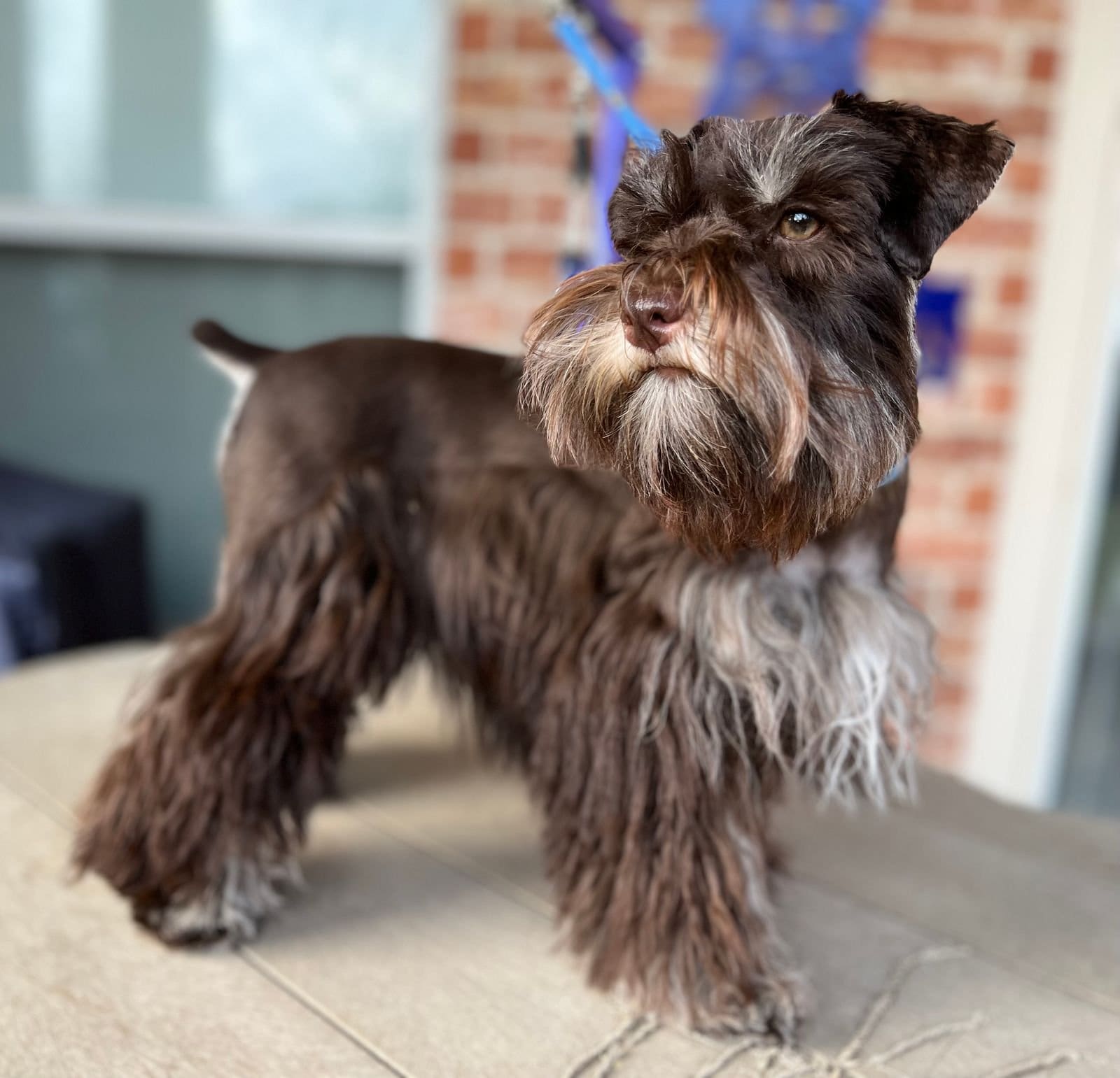 liver tan schnauzer dog grooming