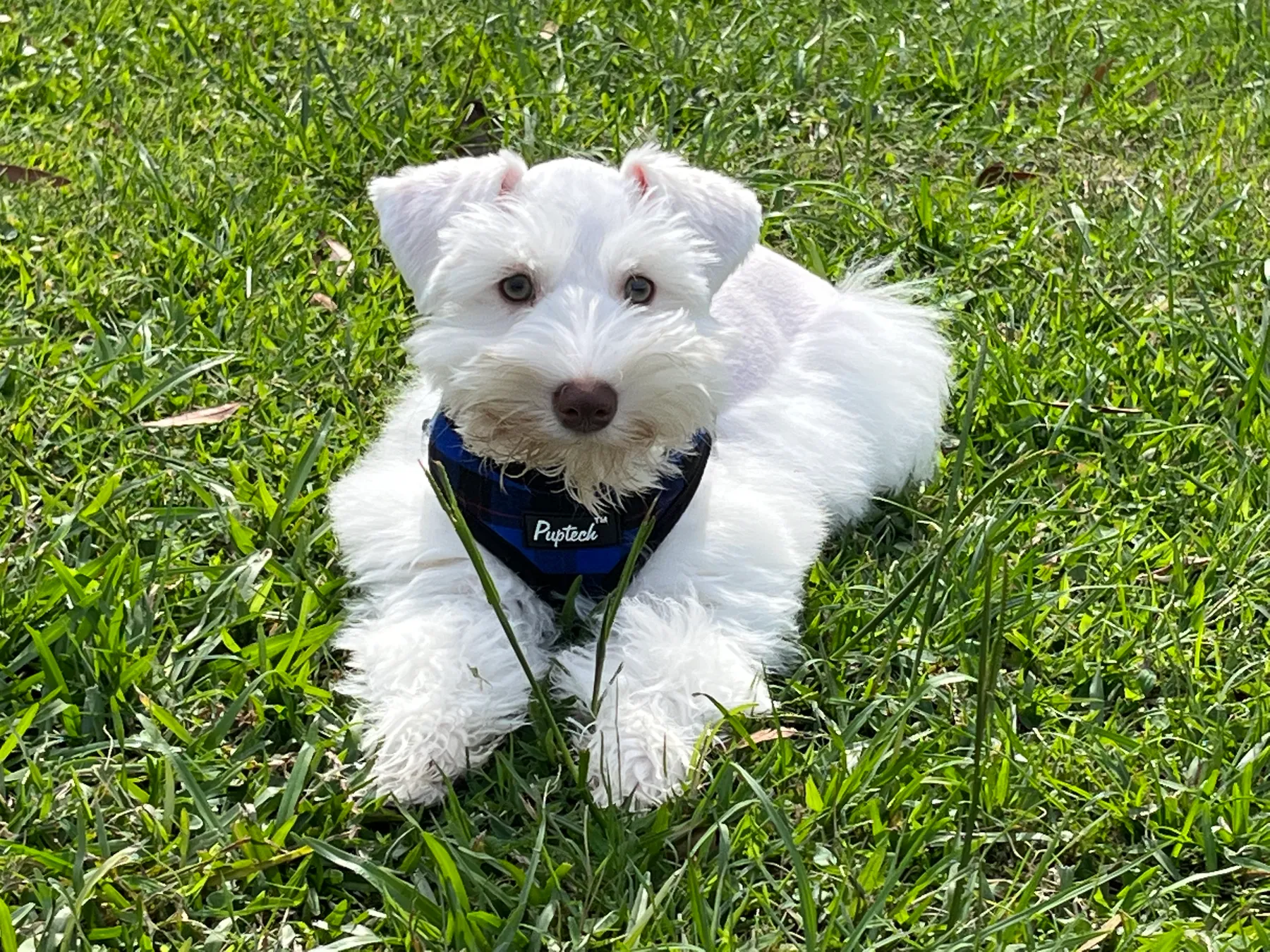 schnauzer puppy potty training