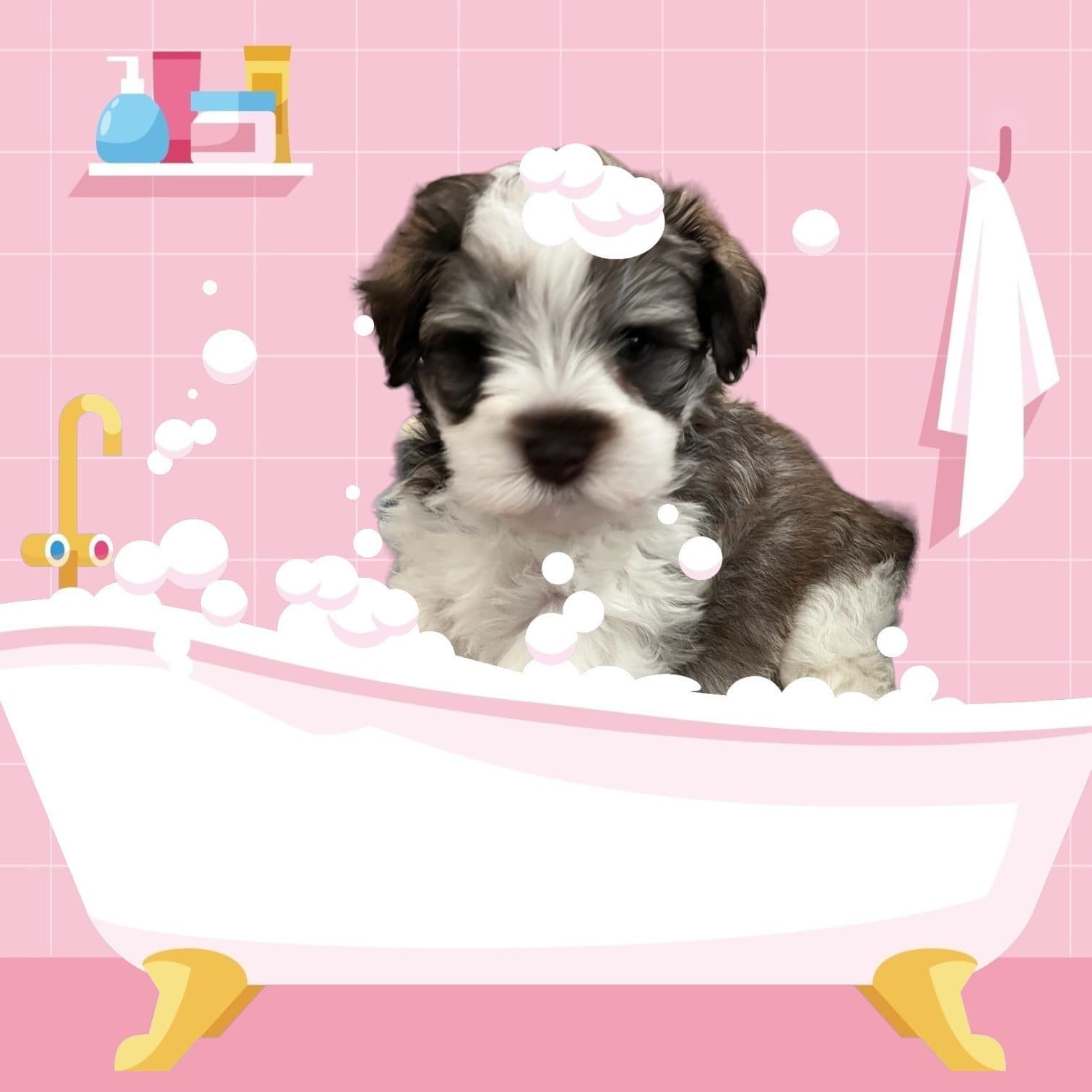 bathing miniature schnauzer puppy
