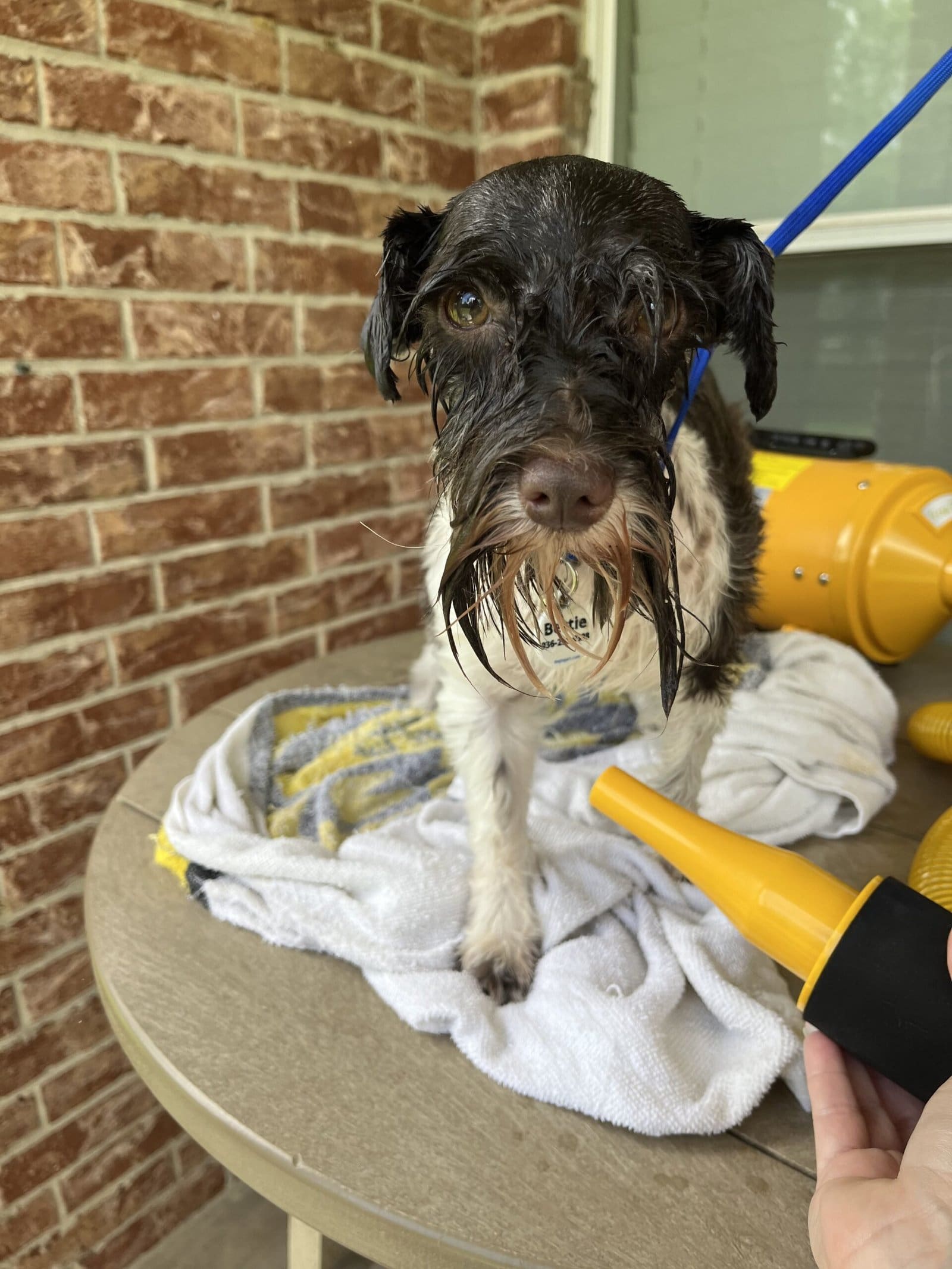 blow drying a schnauzer