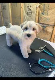 Miniature Schnauzer puppy cut