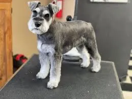 miniature schnauzer kennel cute