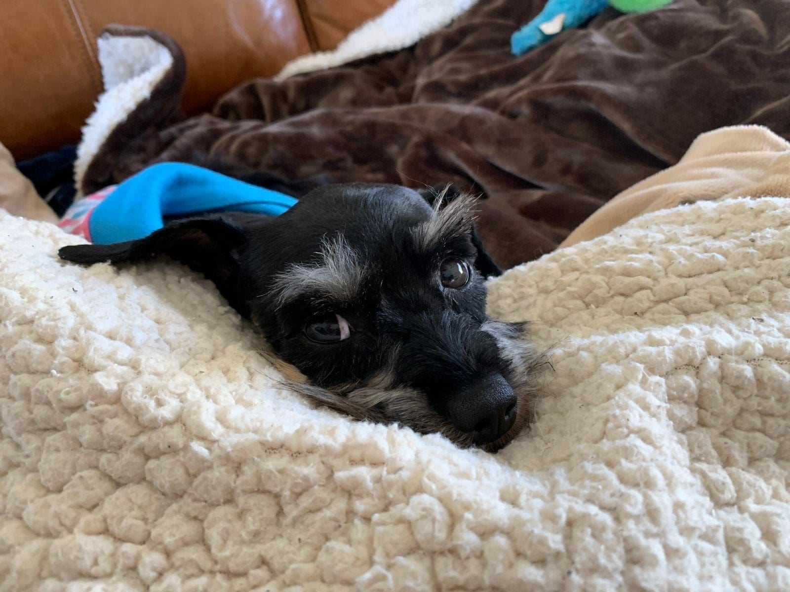 schnauzer puppy seperation anxiety