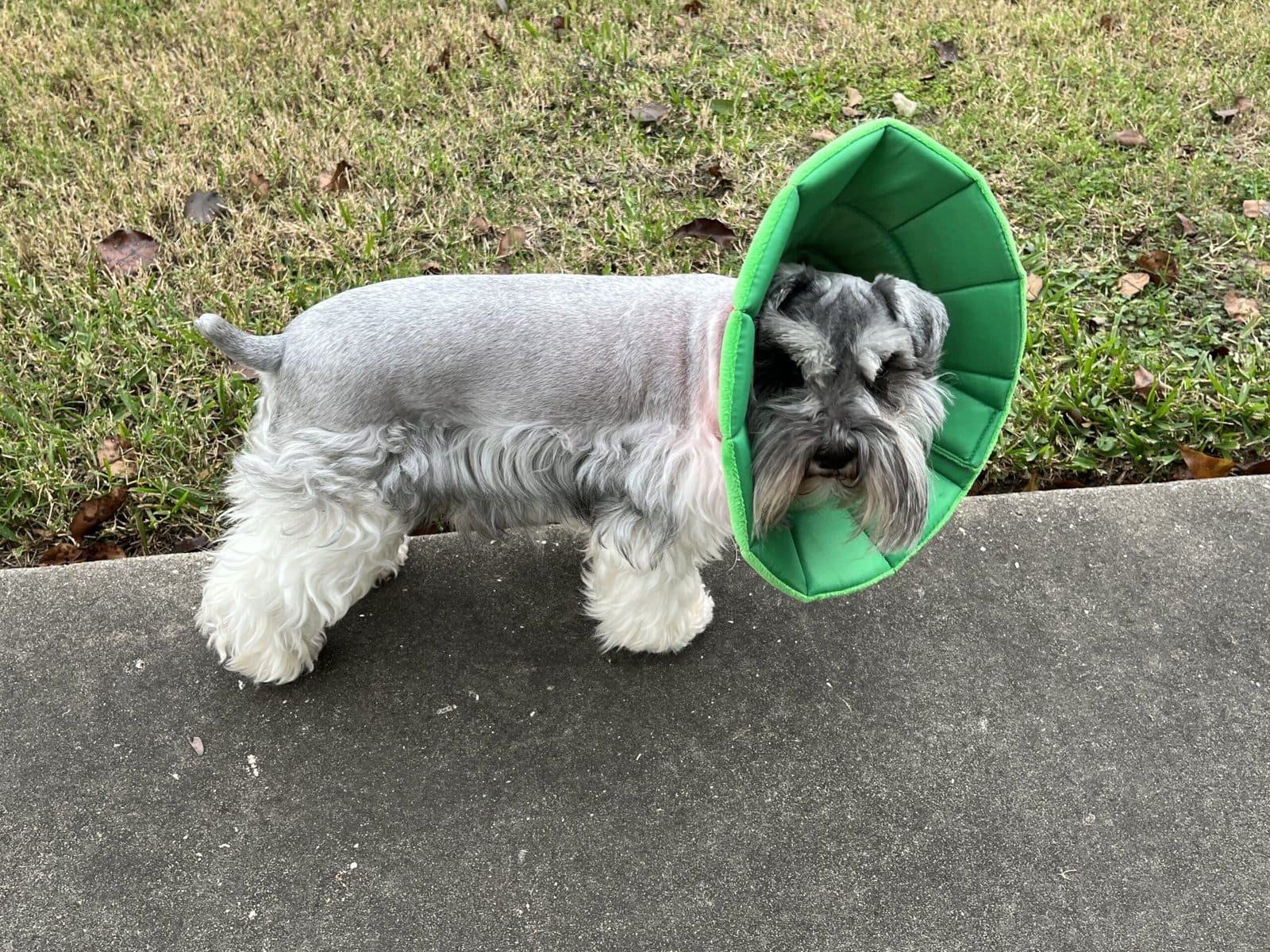 spaying miniature schnauzers