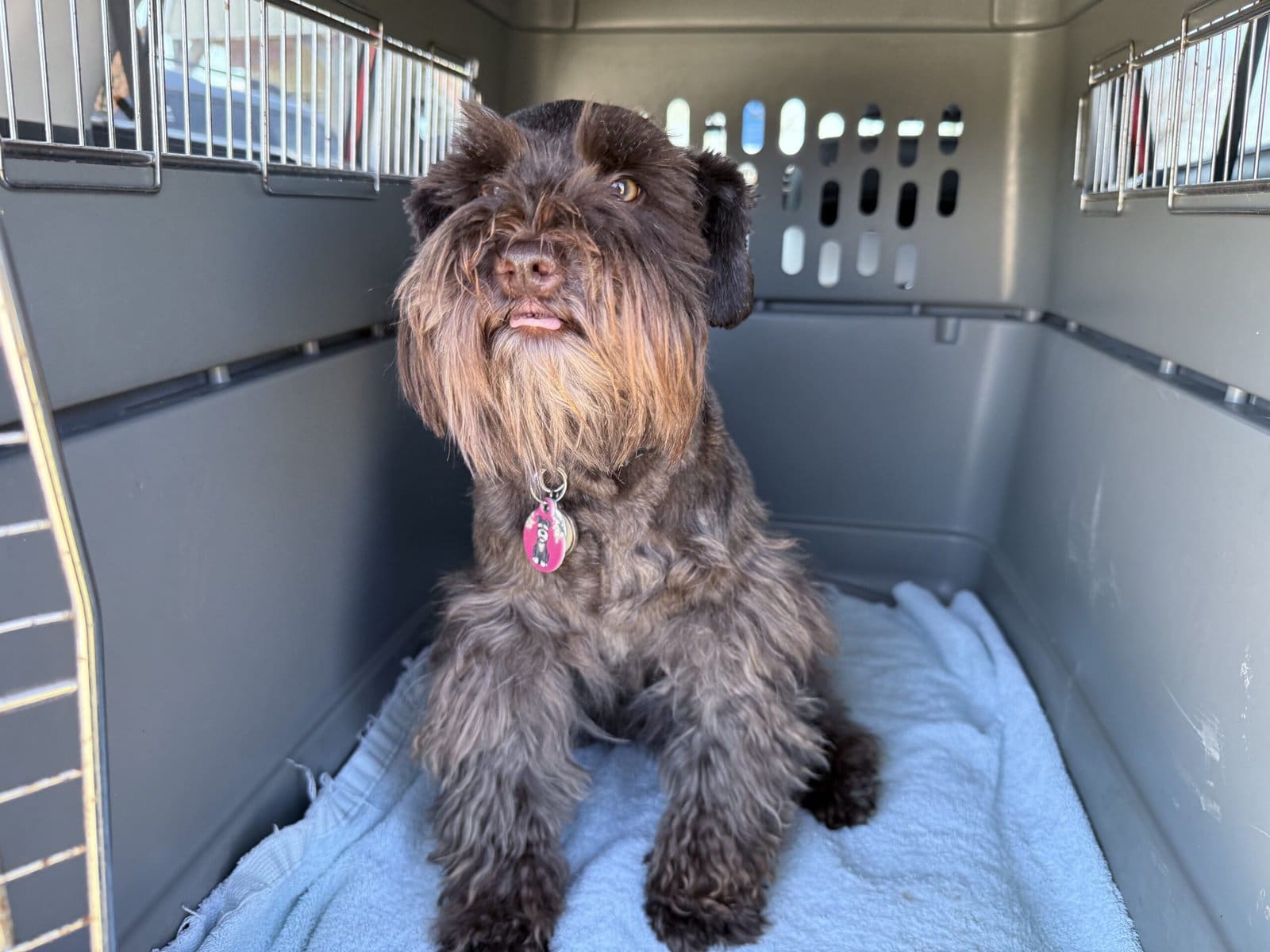 liver schnauzer female crate training