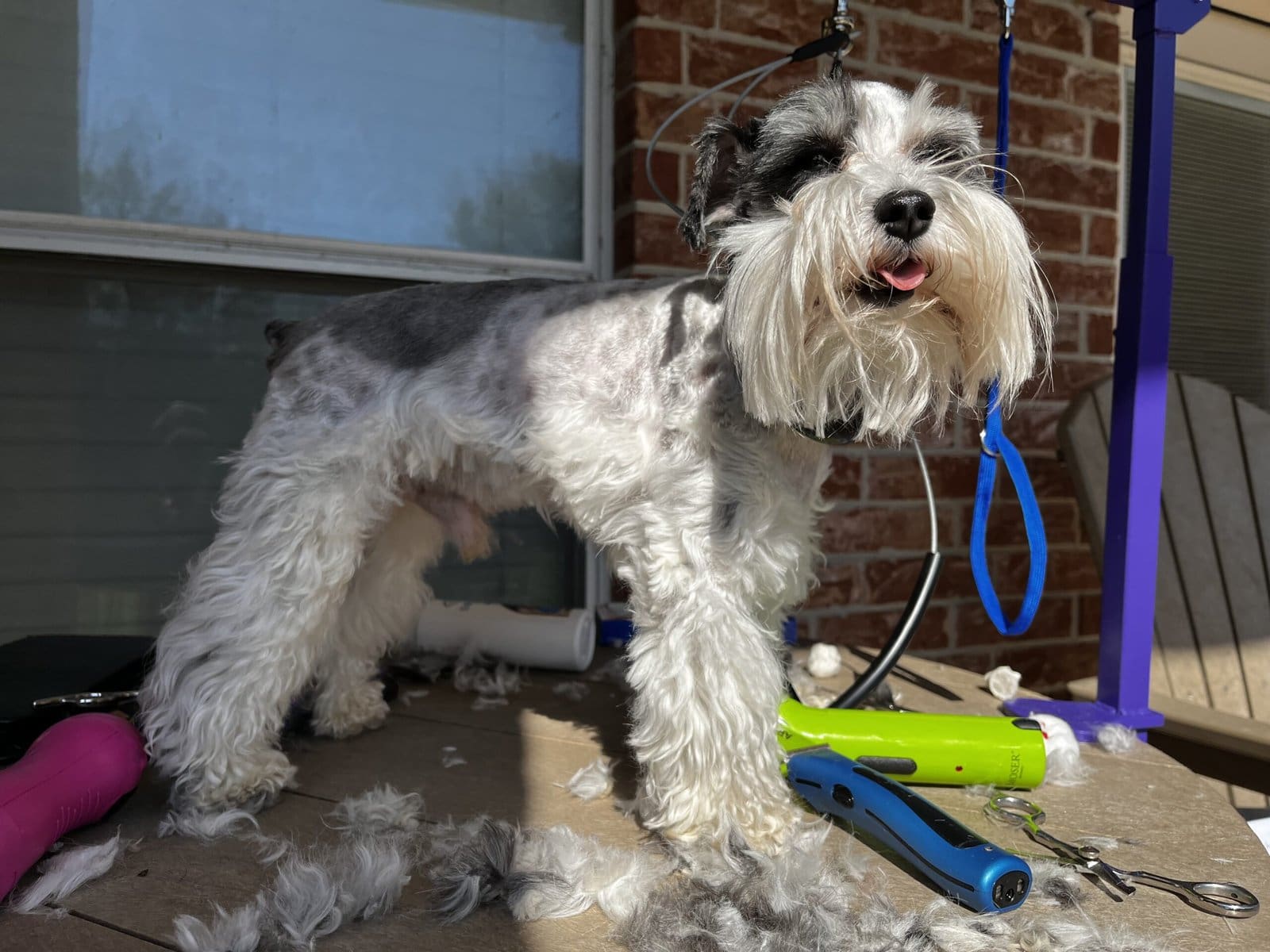 grooming parti toy schnauzer