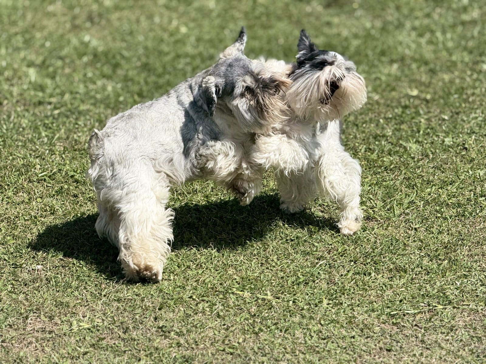 Is a miniature schnauzer right for you?