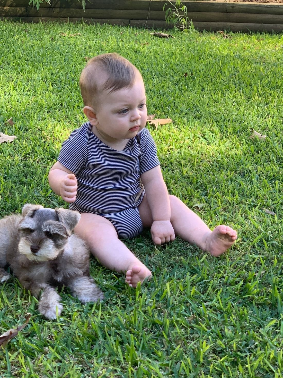 schnauzer puppy with baby