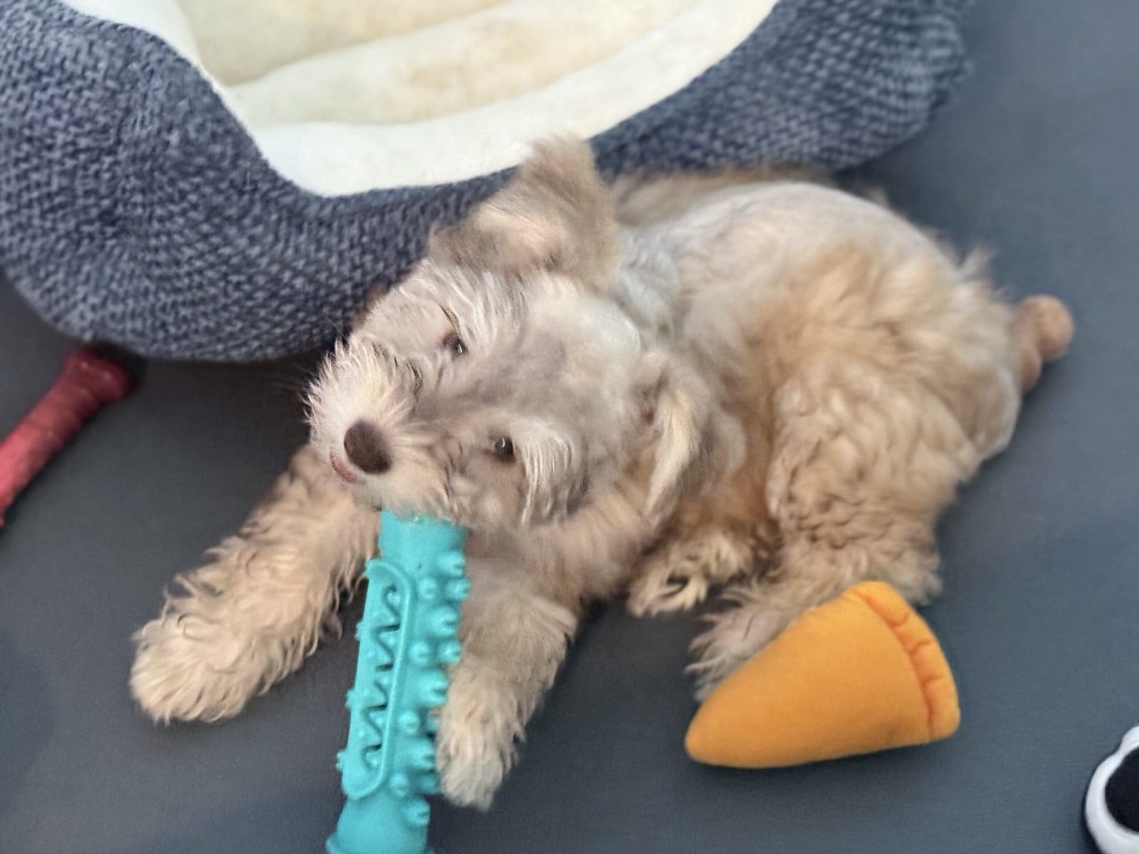 Red sable mini schnauzer chew toy training