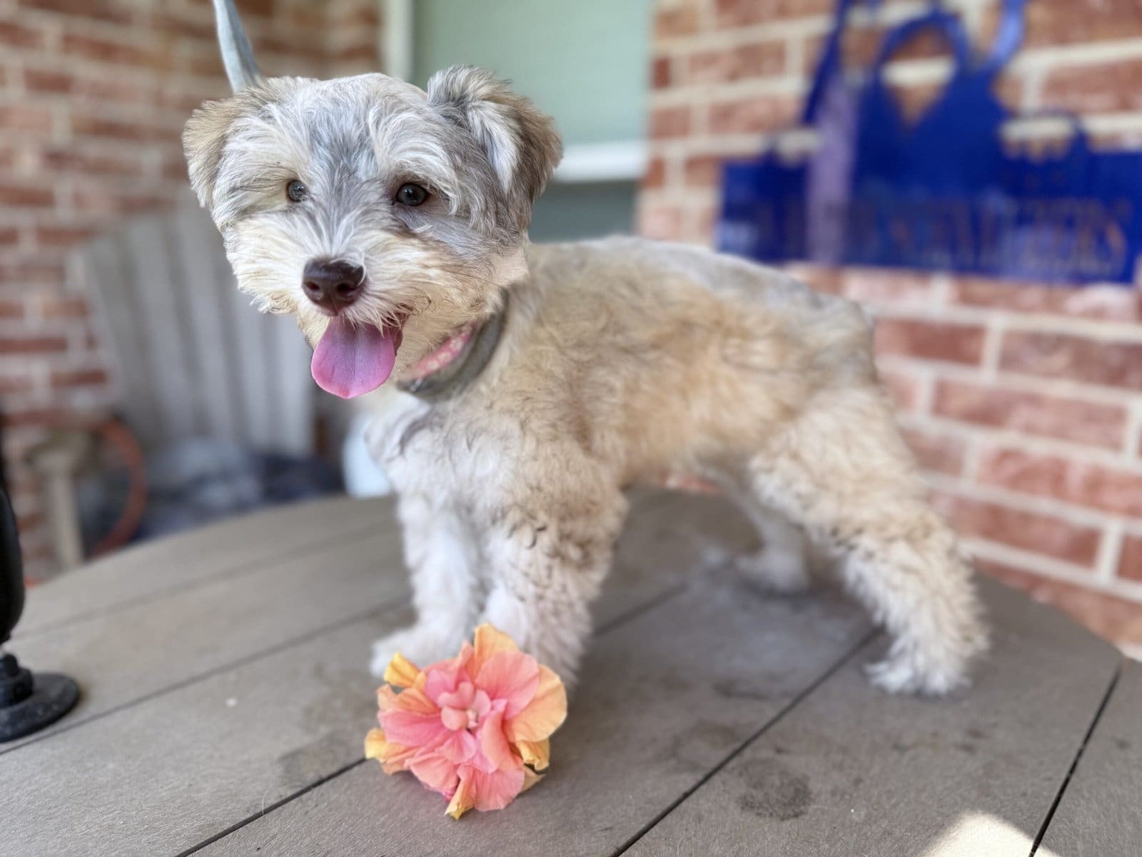 red sable mini schnauzer puppy groomed