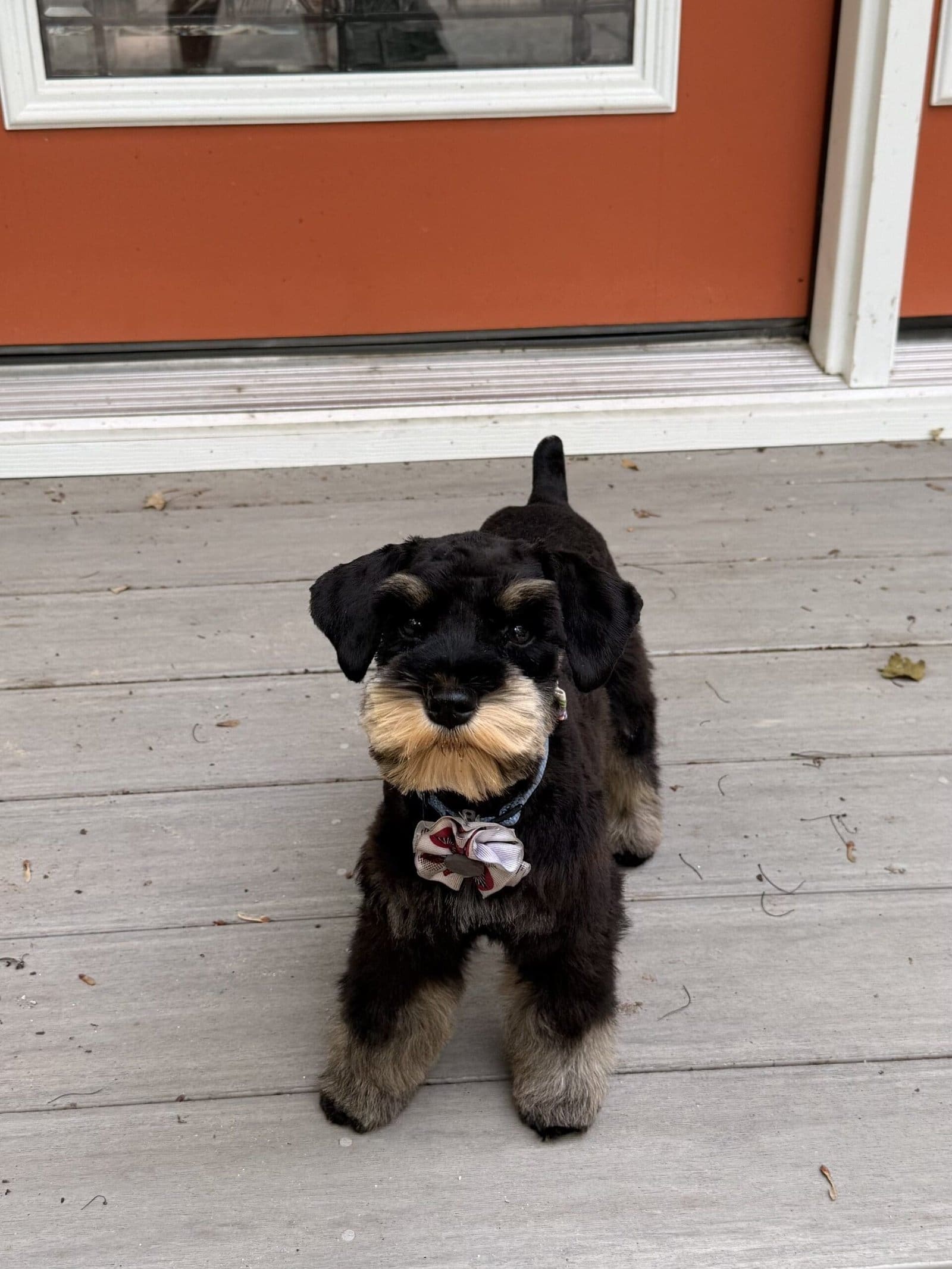 black and rust schnauzer puppy