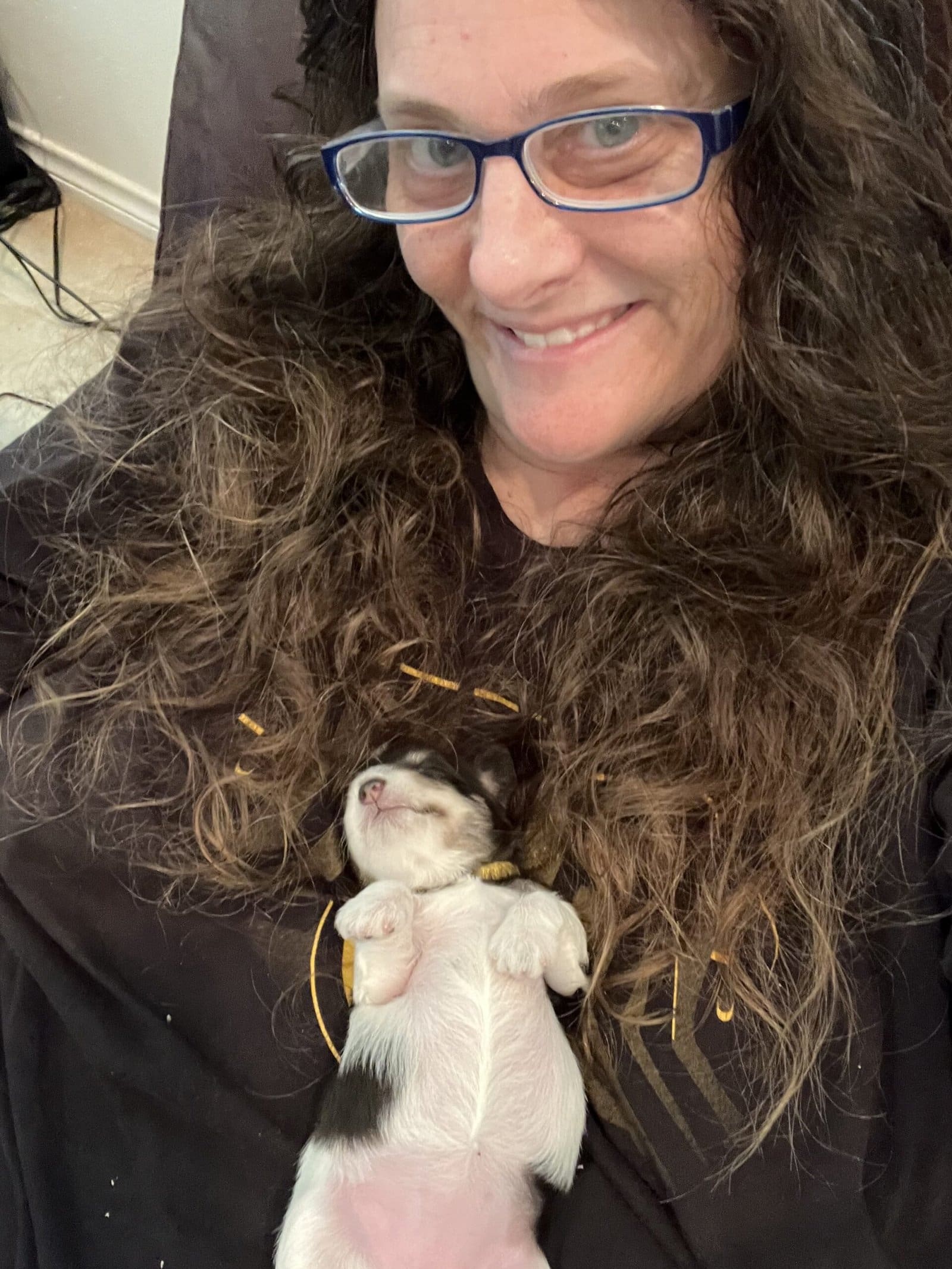 health tested schnauzer puppies