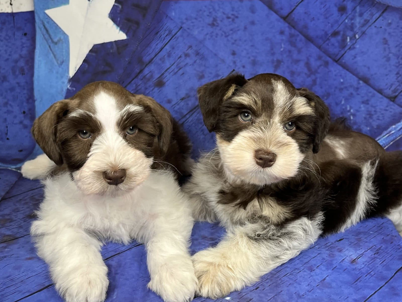 Liver parti roan schnauzer puppies