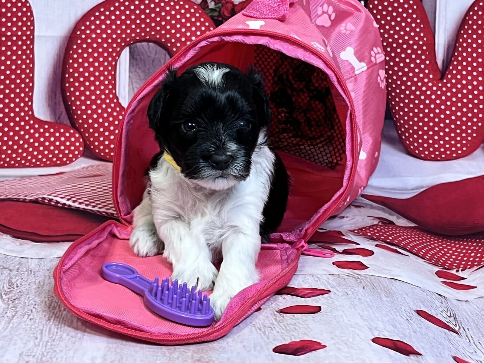Schnauzer puppy sitting in toy
