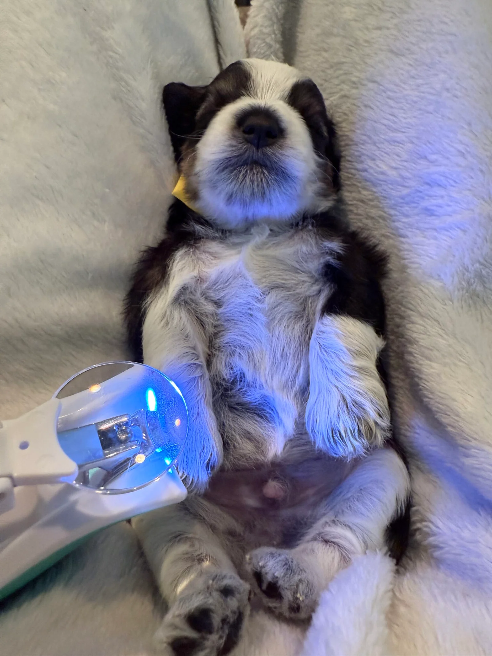 trimming nails mini schnauzer