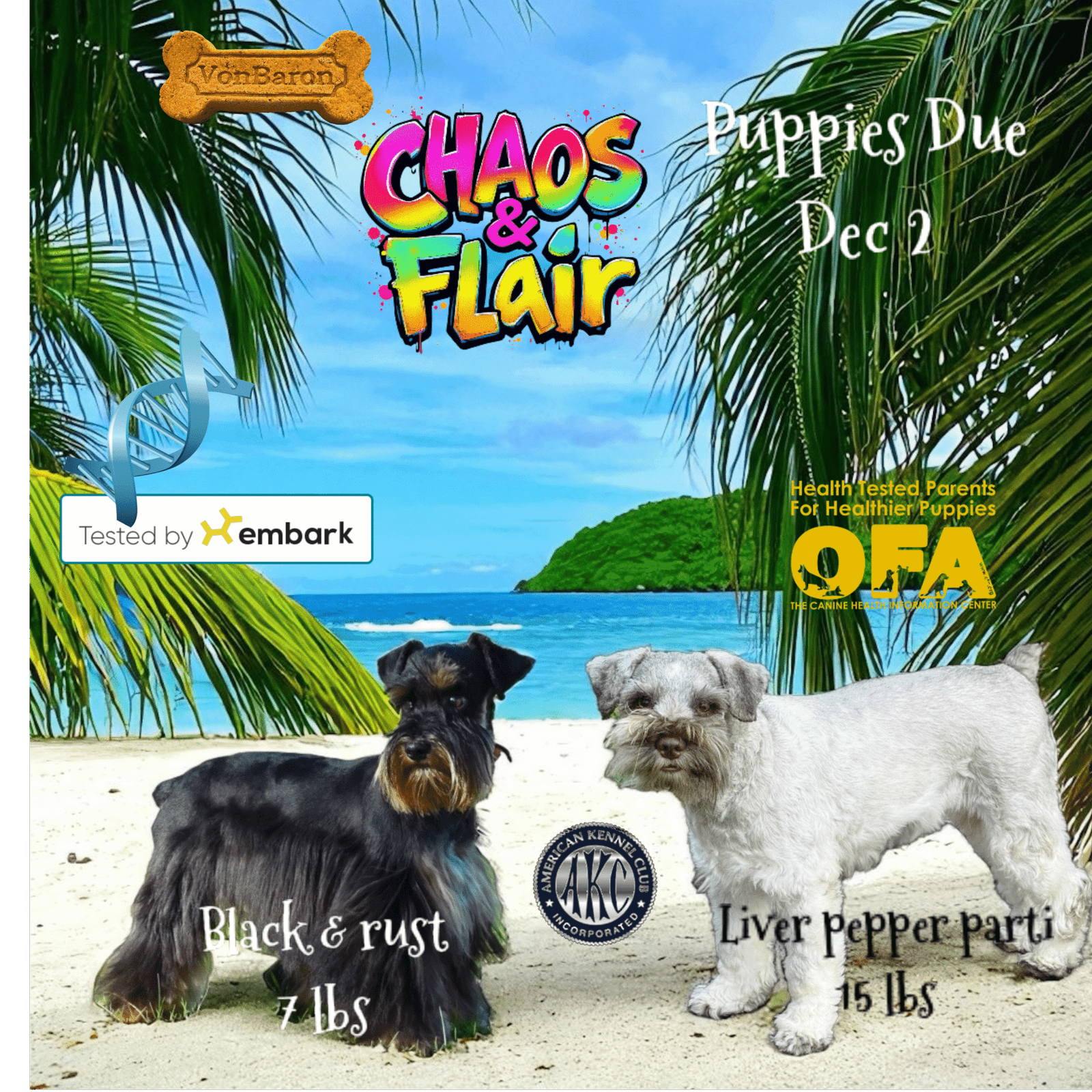 Health Tested Schnauzer Puppies