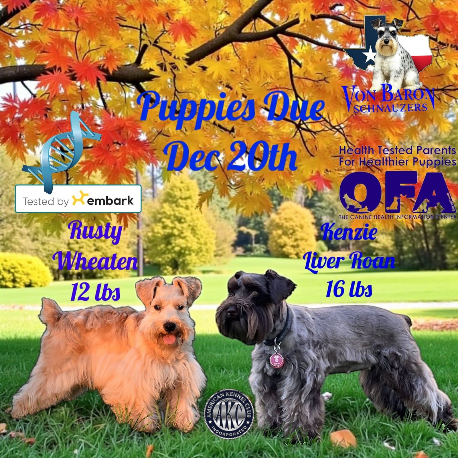 sable miniature schnauzer puppies houston, TX