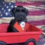 black mini schnauzer for sale texas