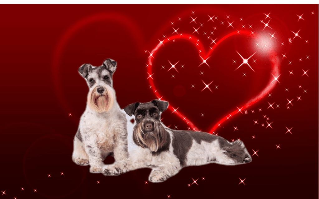 German schnauzer history