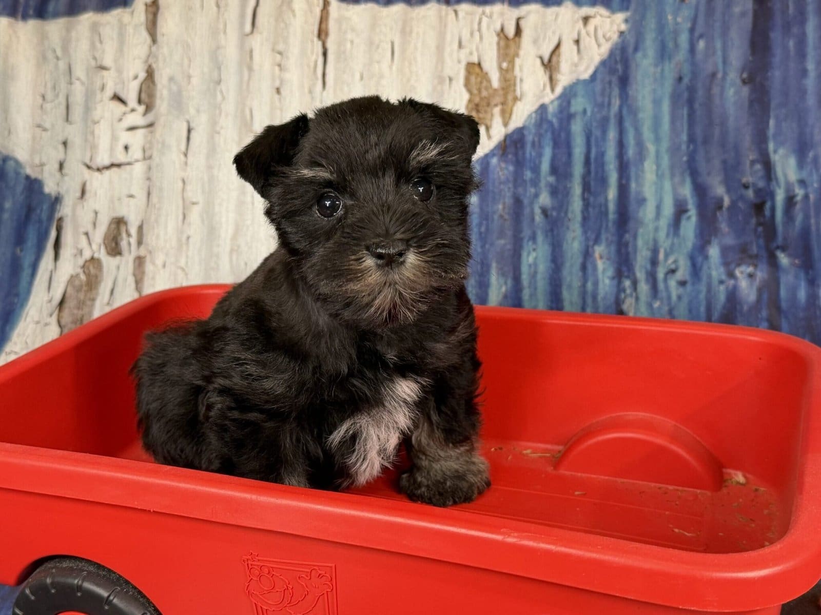 Where to buy a miniature schnauzer puppy