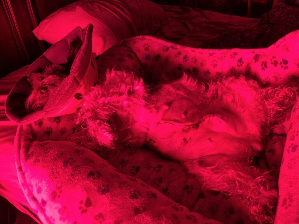 Miniature Schnauzer Neuter