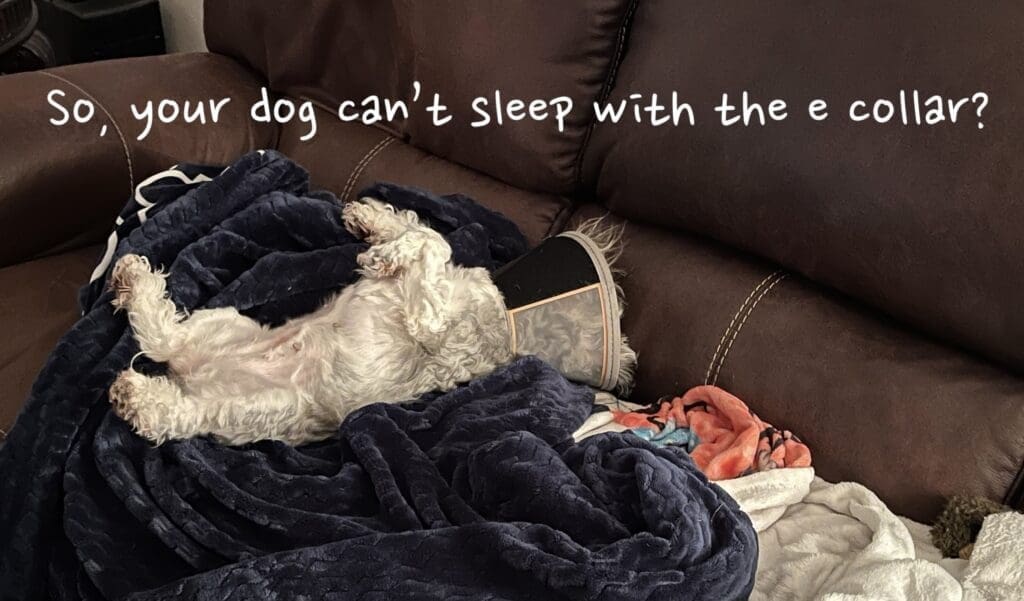 spaying a miniature schnauzer