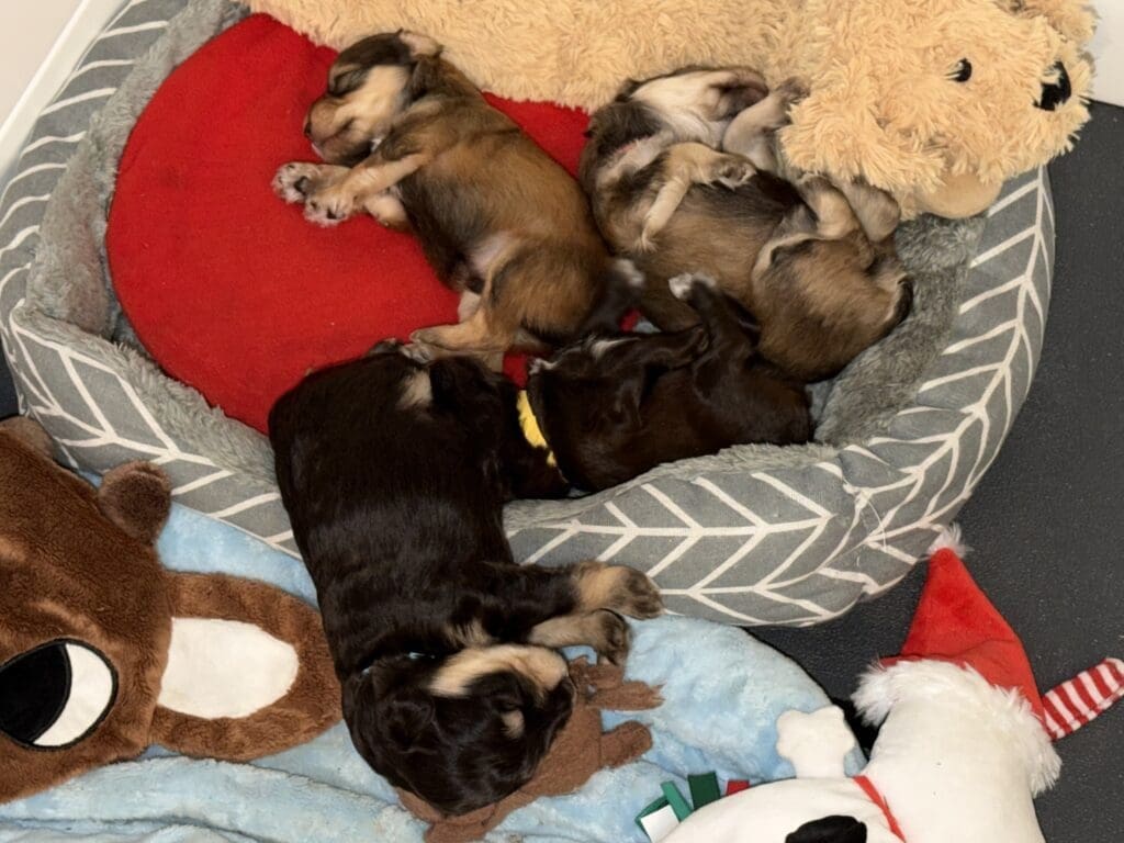 von baron schnauzer breeder in houston texas