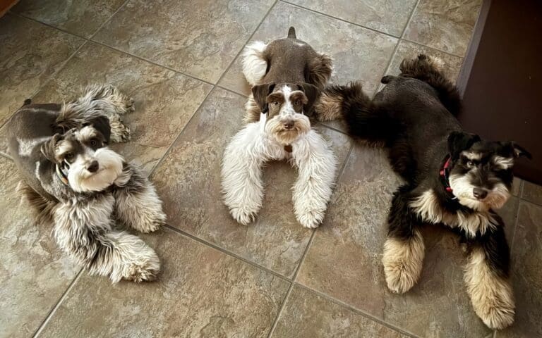 liver parti schnauzer puppies TX