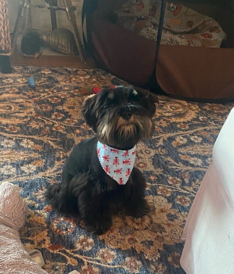 Black schnauzer puppy tx