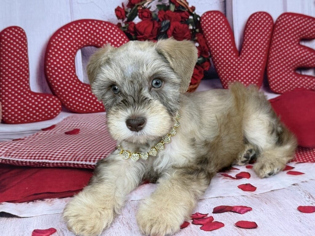 Miniature Schnauzers puppies for sale: Houston