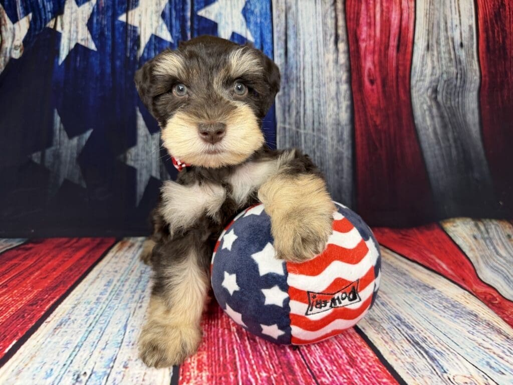 Miniature Schnauzer puppies for sale TX
