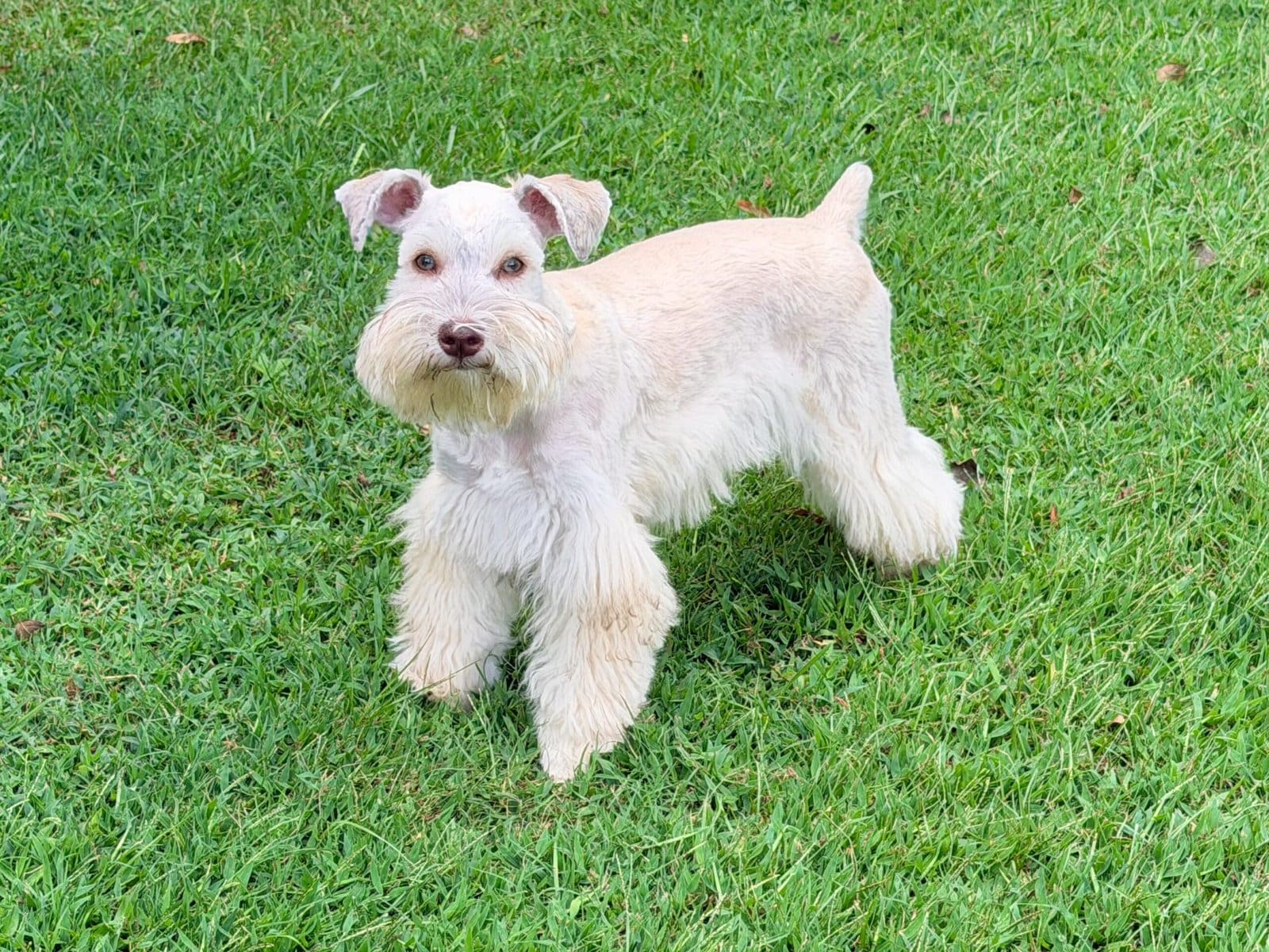 red wheaten schnauzers