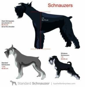 schnauzer sizes