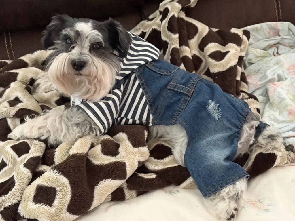 parti male schnauzer