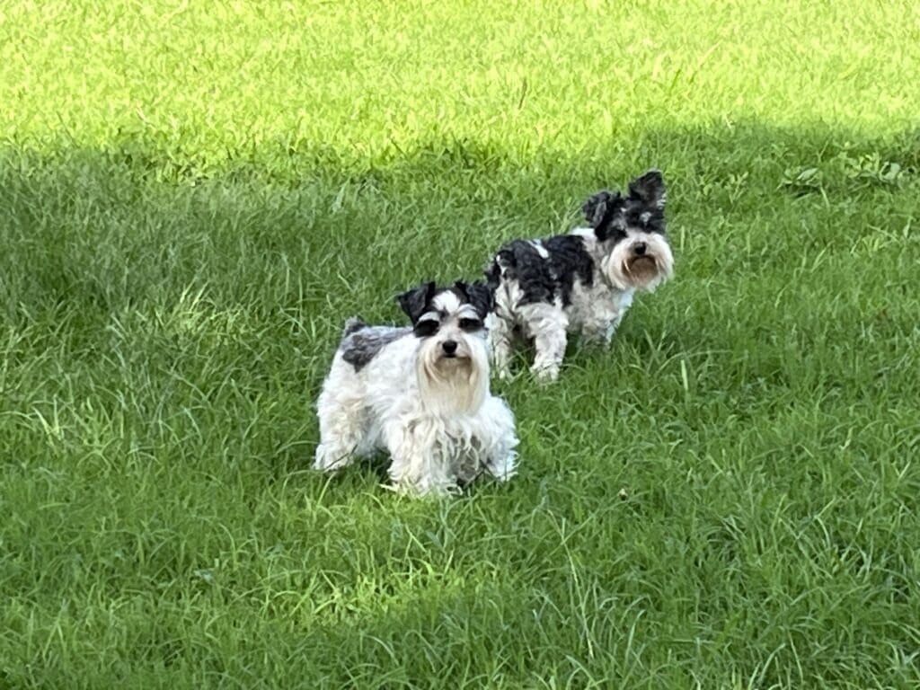 miniature schnauzer male black and silver parti